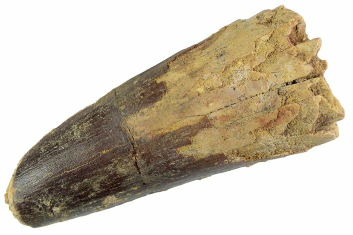 Fossil Spinosaurus Tooth - Robust Tooth #367942